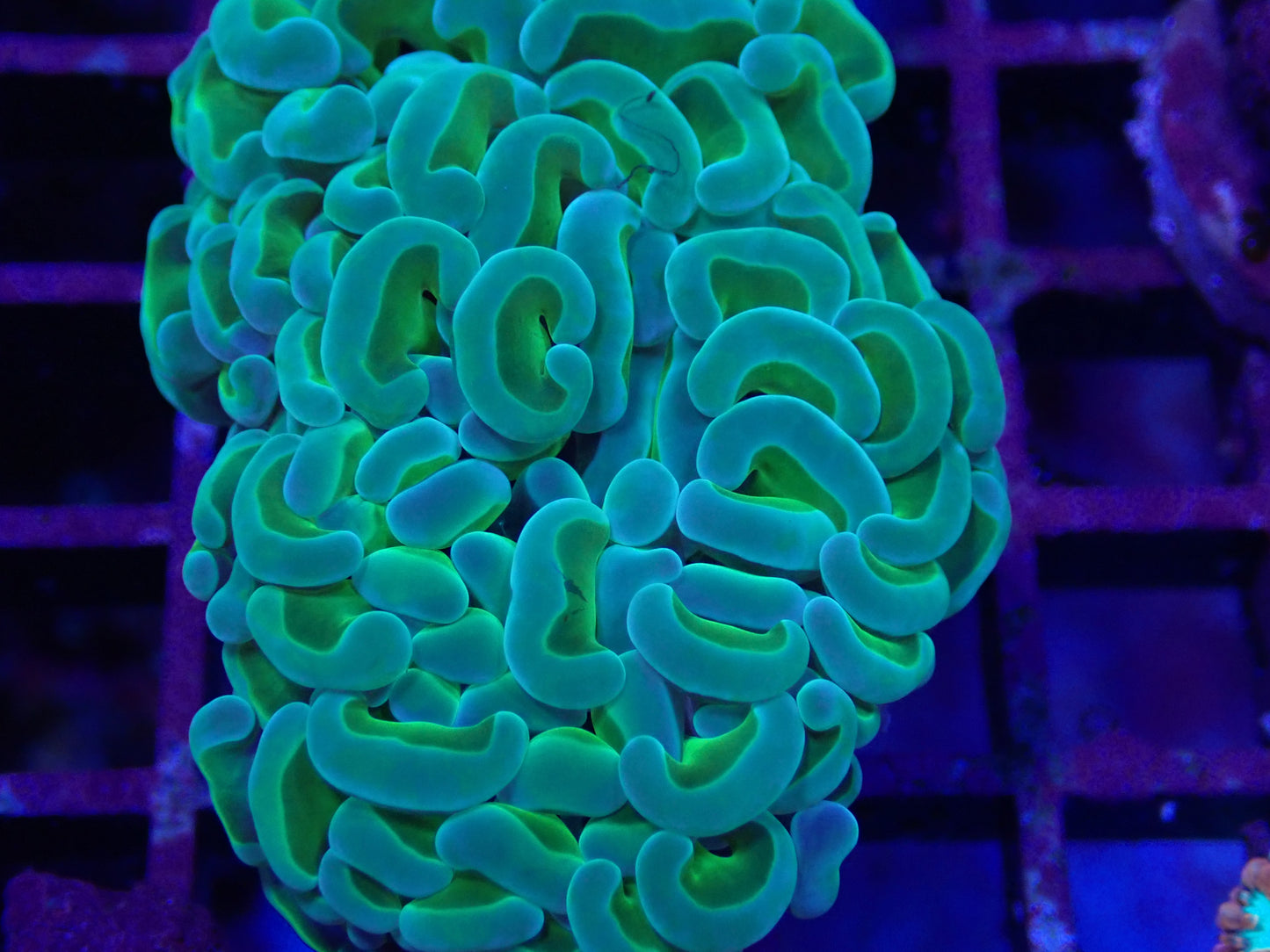 Ultra Toxic Stem Hammer