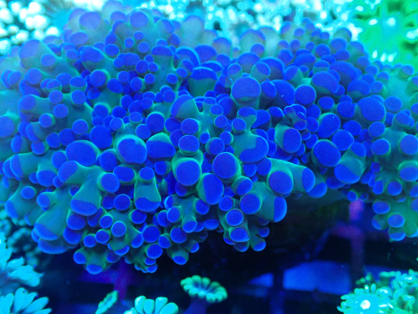Reverse Frogspawn (frammer type) 10cm