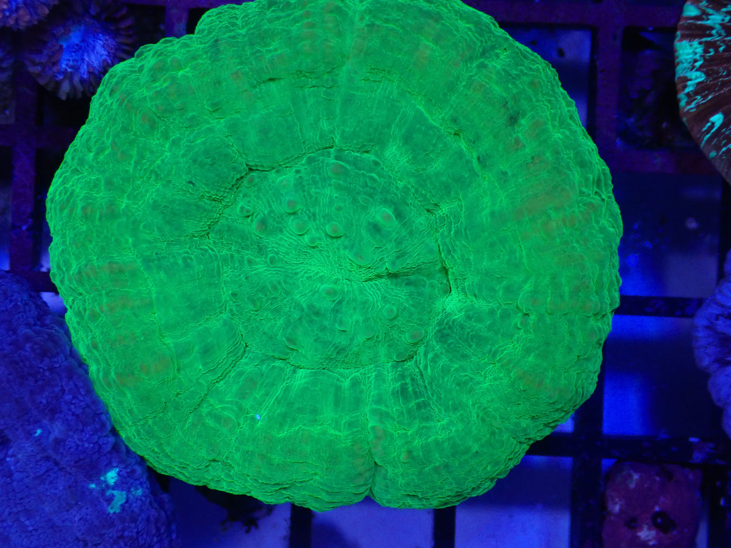 Green Scolly
