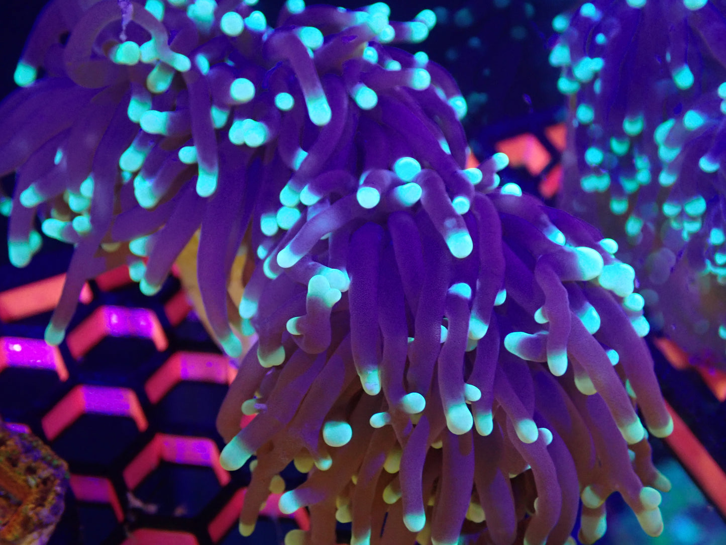 Blue Tip Torch 2 heads WYSI