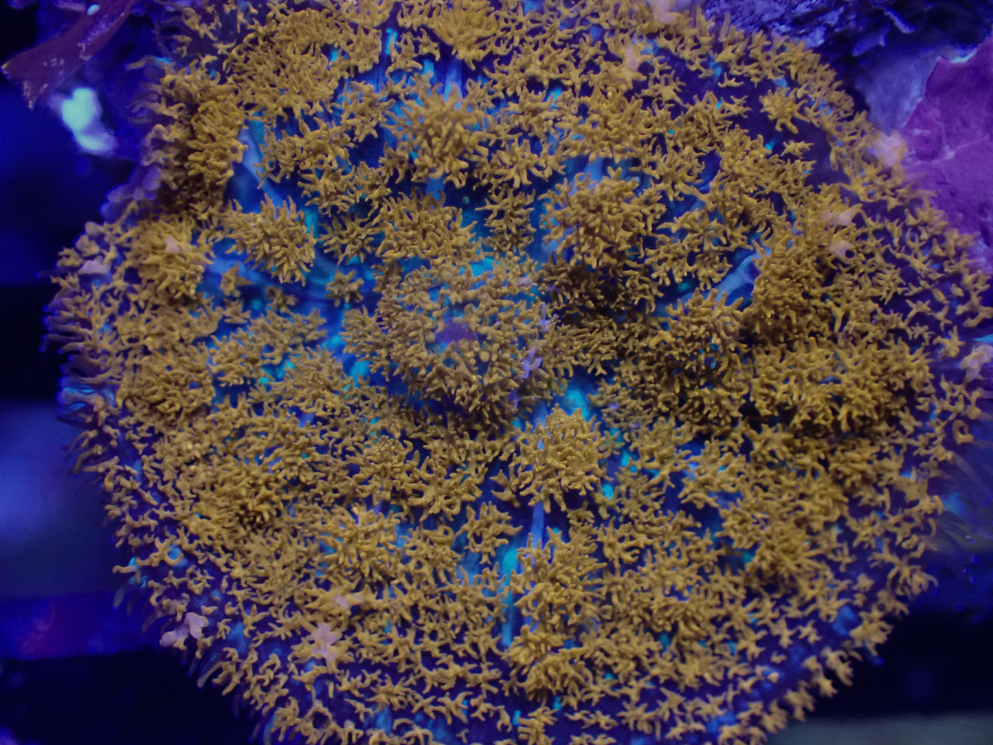 WYSI Superman Rhodactis