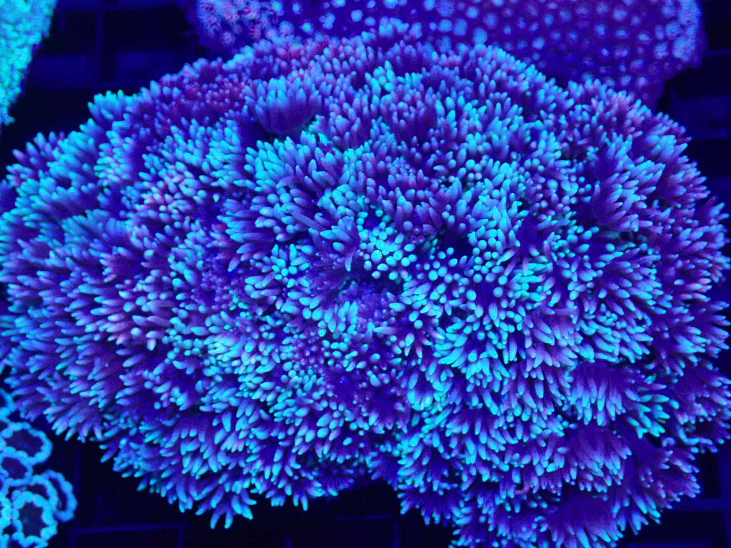WYSI Large Goni