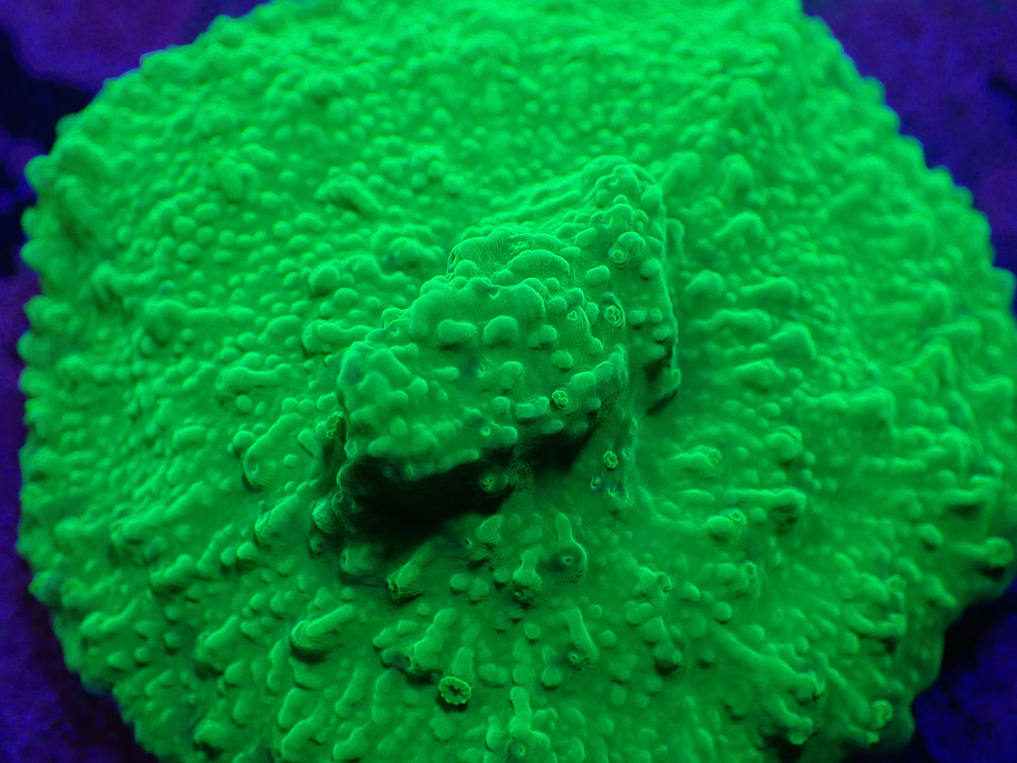 Green Monti Cap