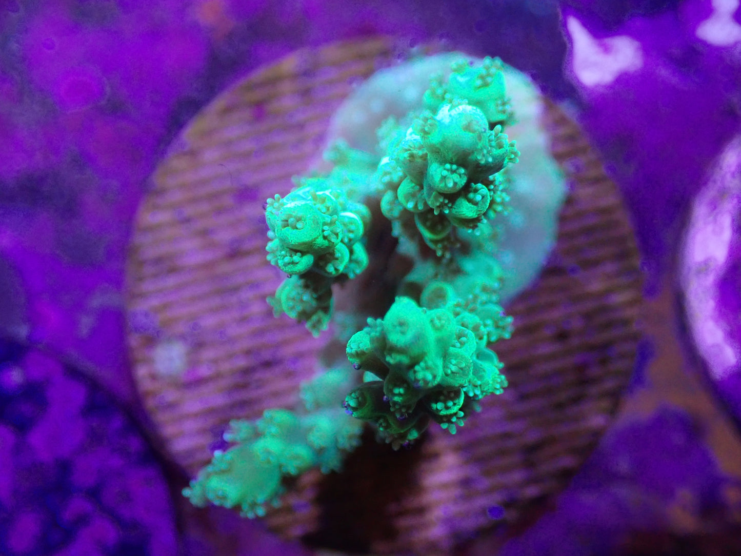 WYSI Acro Frag