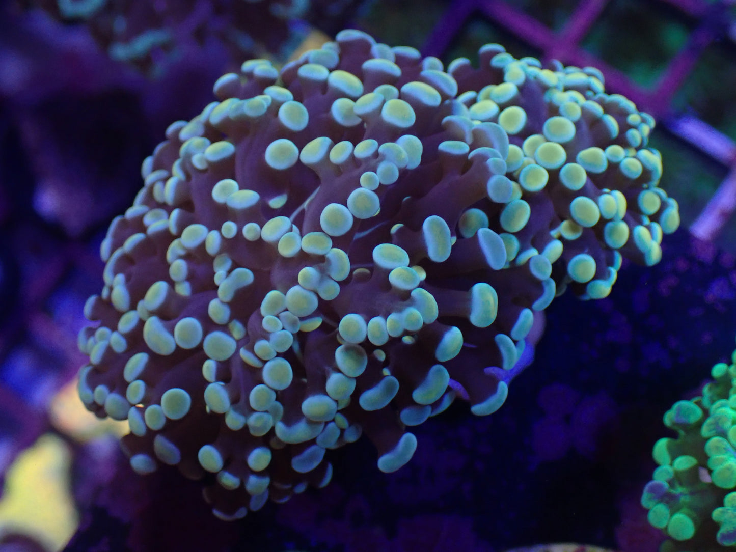 Dual Head Gold Frogspawn WYSI