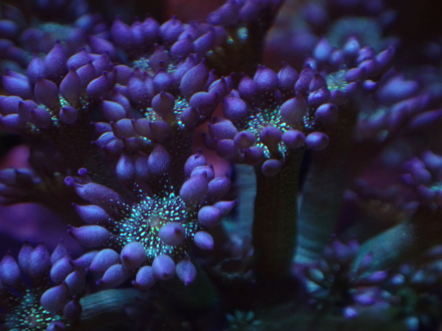 Light Blue Eye Glitter Goni