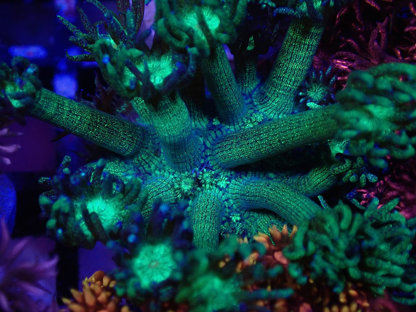 Grafted OG Glitterbomb / Toxic Glitter