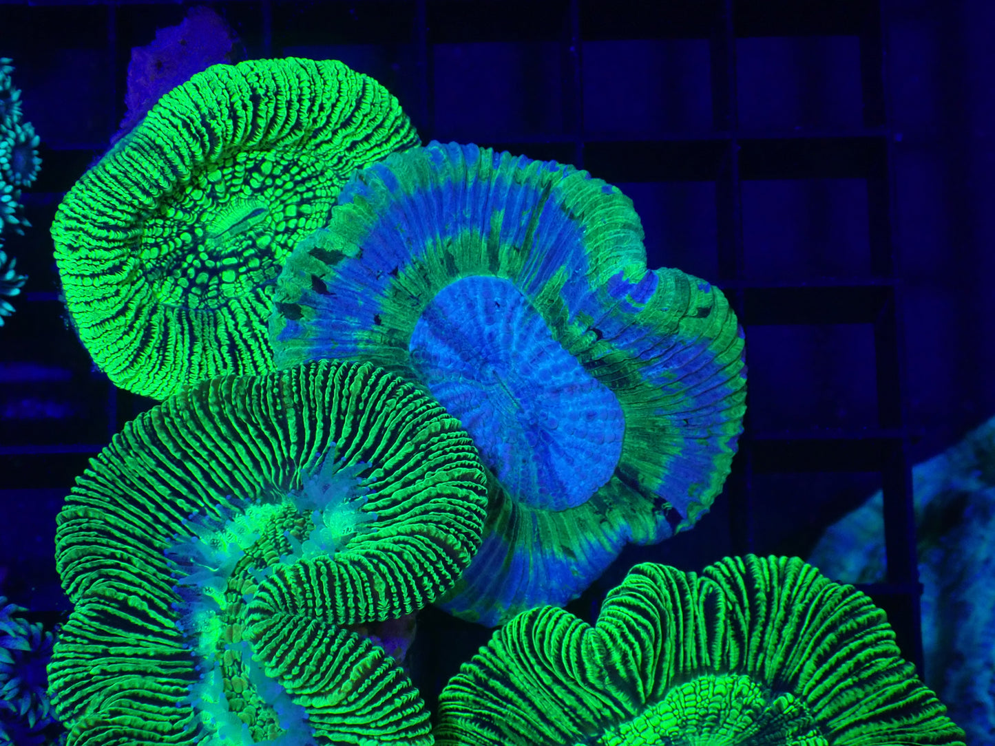 Blue Ring Trachy