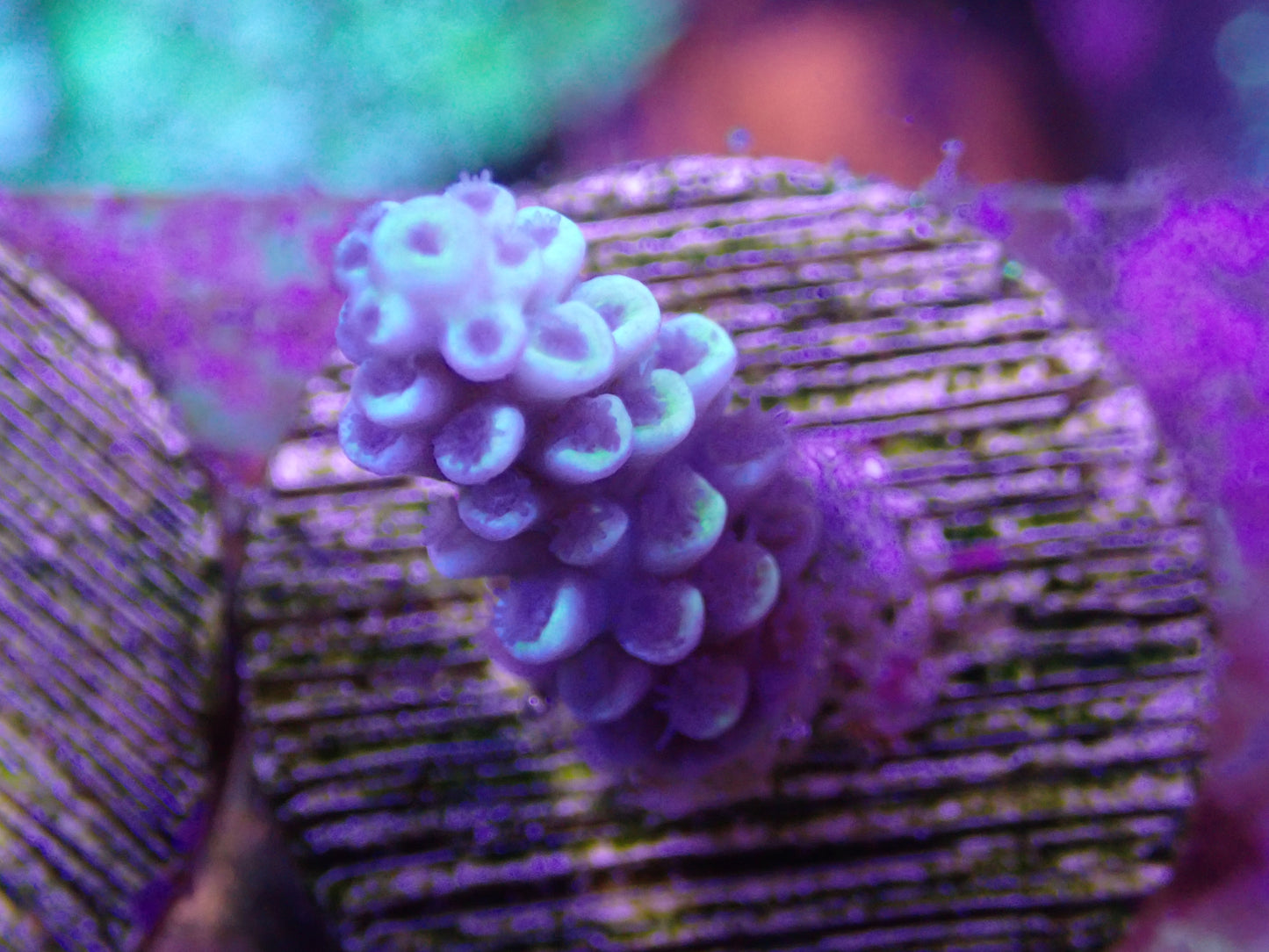 WYSI Acro Frag