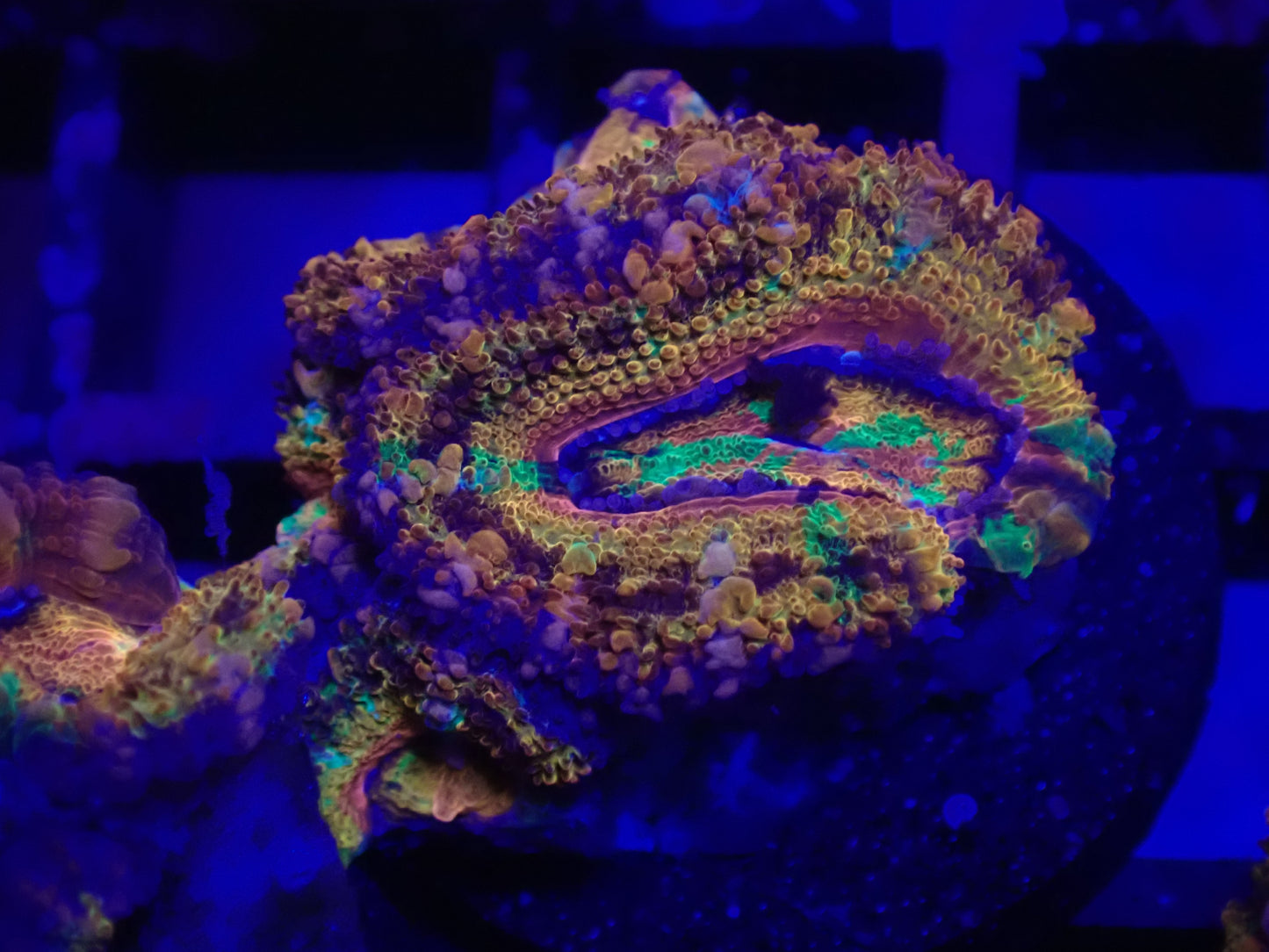 WYSI Rainbow Acan