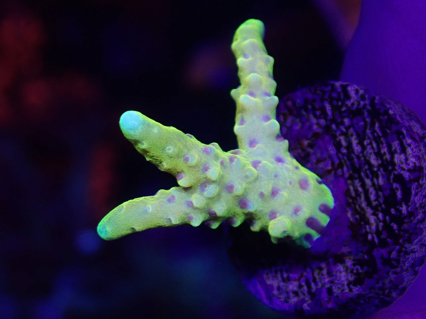 Golden Rod Anacropora