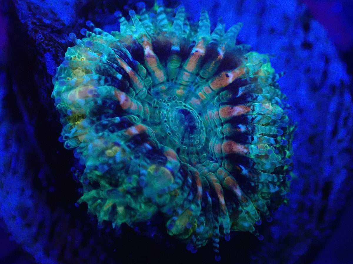 WYSI Spawned Ultra Acan