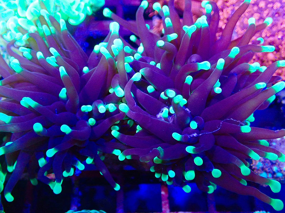 Blue tip torch single head