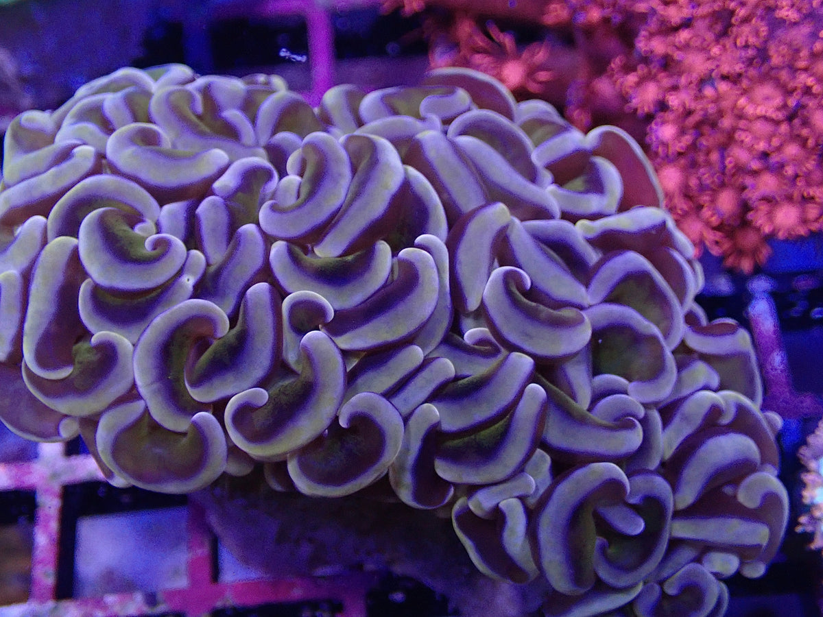 Dragon Scale Hammer WYSI