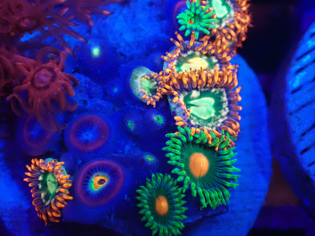 WYSI ZOA FRAG