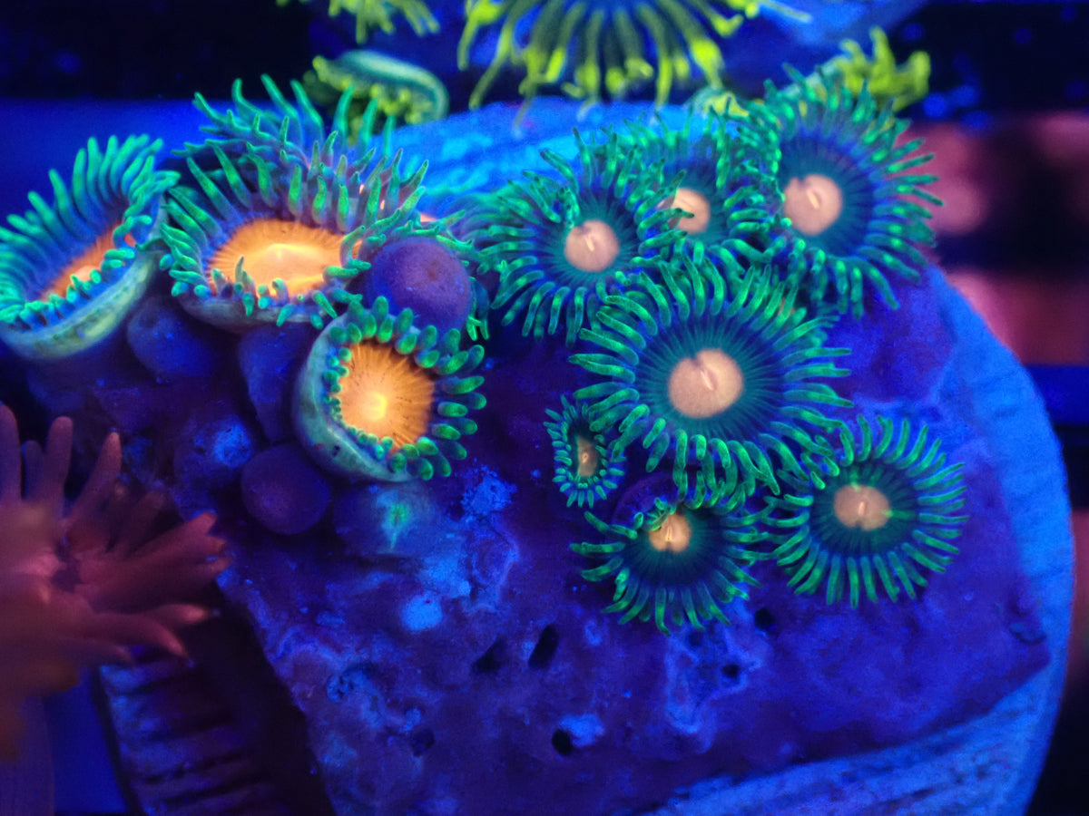 WYSI ZOA FRAG