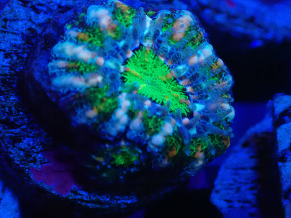 MA Captive Spawn Acan WYSI