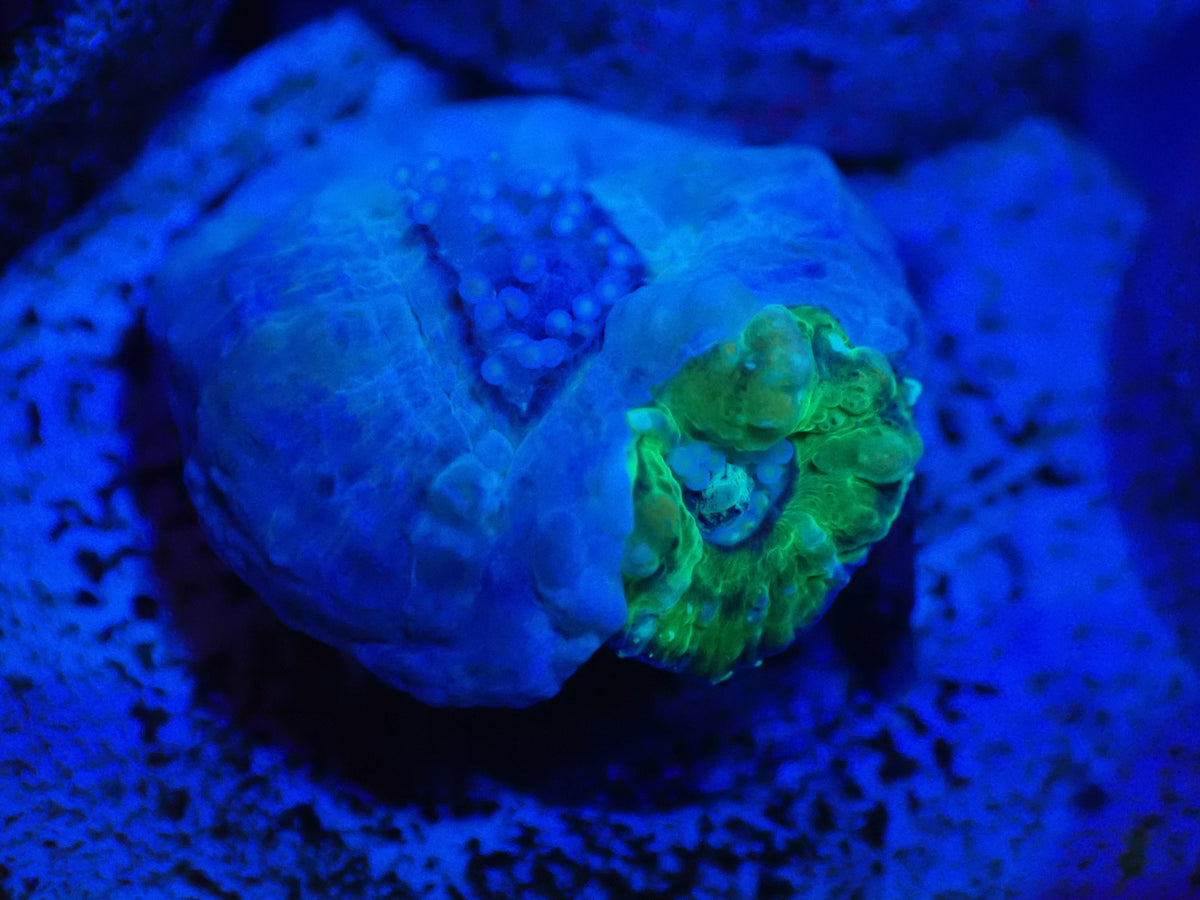 MA Captive Spawned Dual Scolly