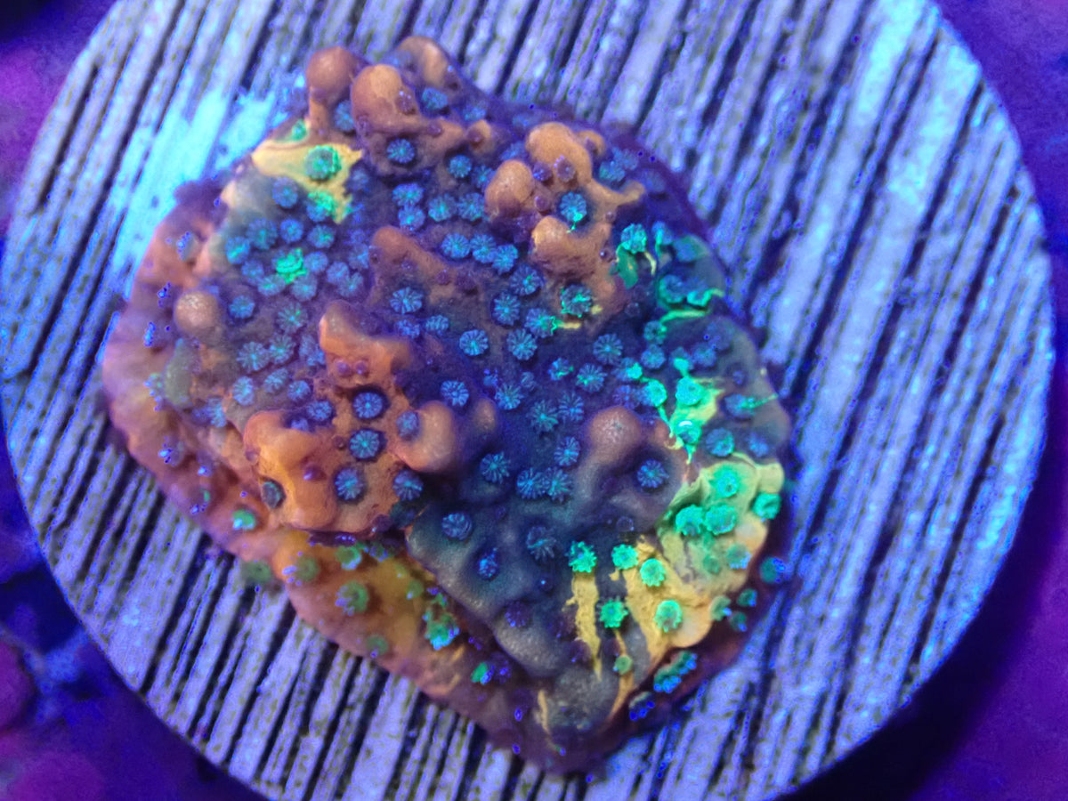ORA Kaleidoscope Montipora WYSI