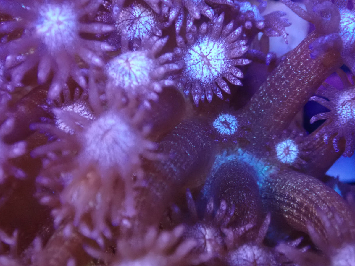 Purple Glitter Goni Frag