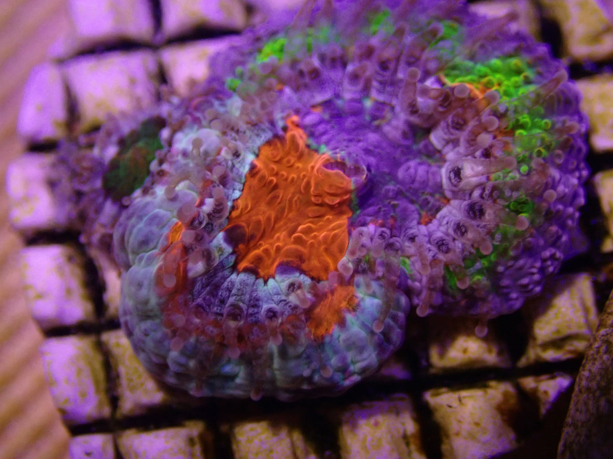 MA Captive Spawn chimaera acan - AMAZING!