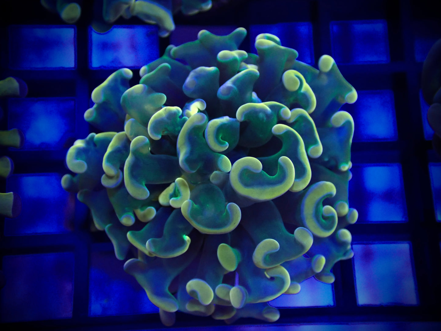 Orange Tip Green Stem Hammer