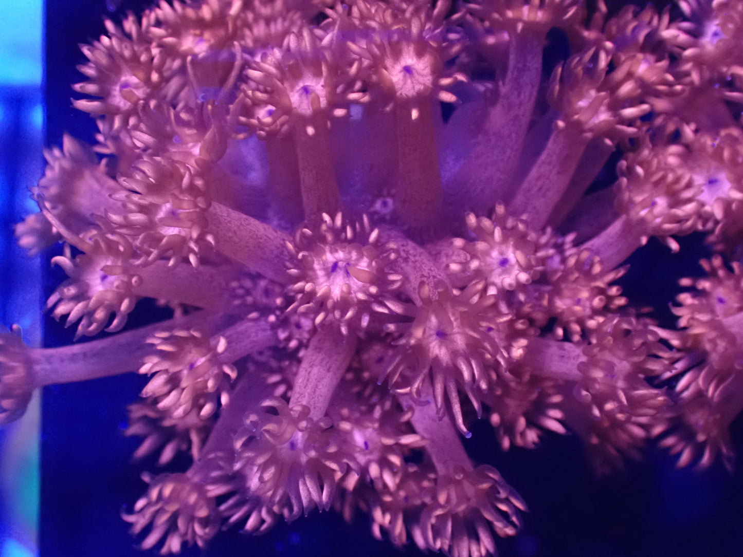 ULTRA Red Goni (A Grade Glitter!)