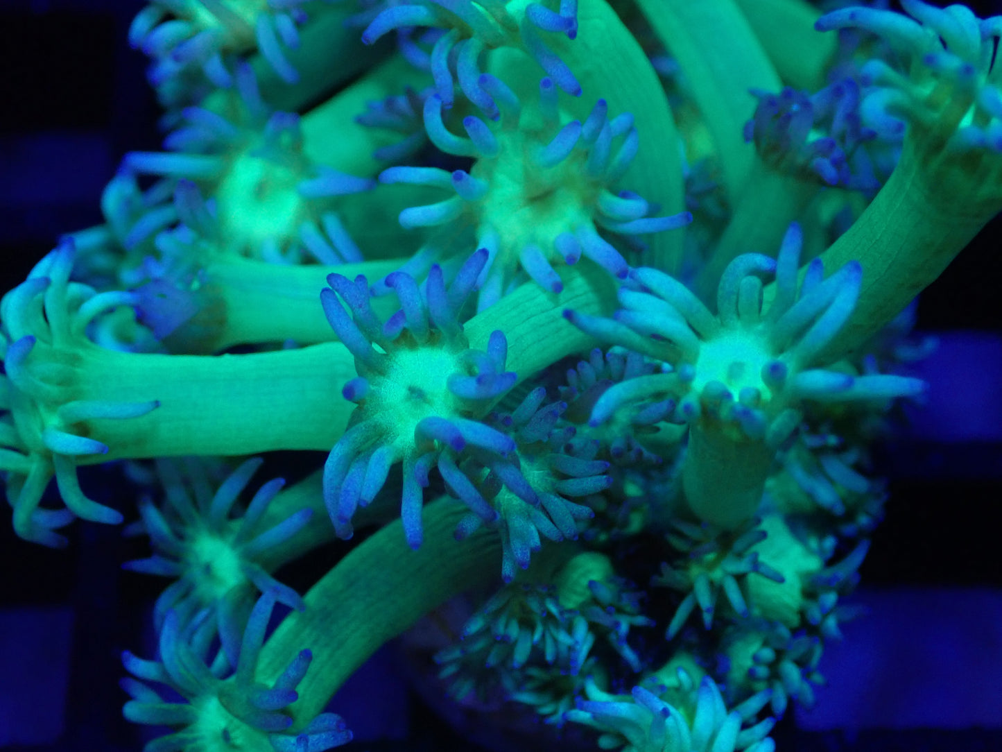 Pink Goni & Glowlight Goni