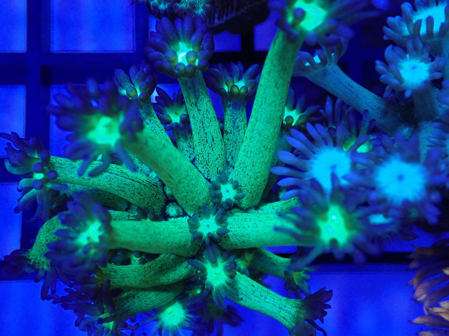 Shadow Flame Gonipora