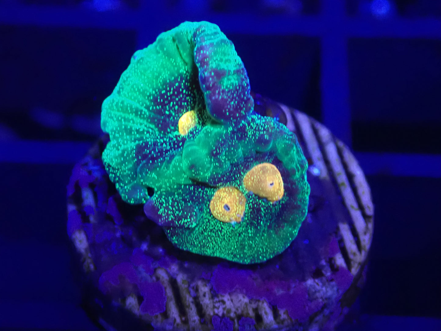 Raja Rampage Chalice