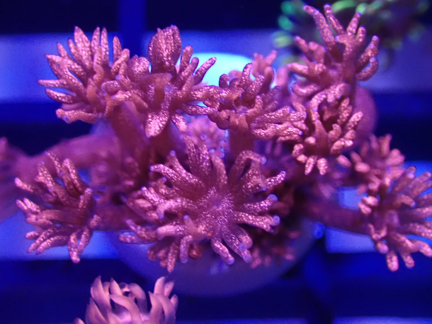 Red & Blue GLITTER Goni Pack