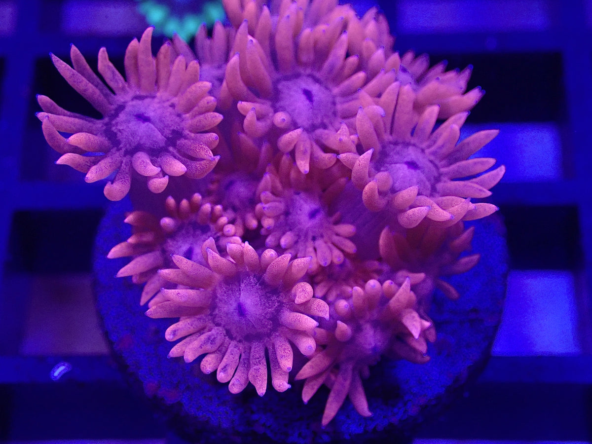 Pink Goni & Glowlight Goni