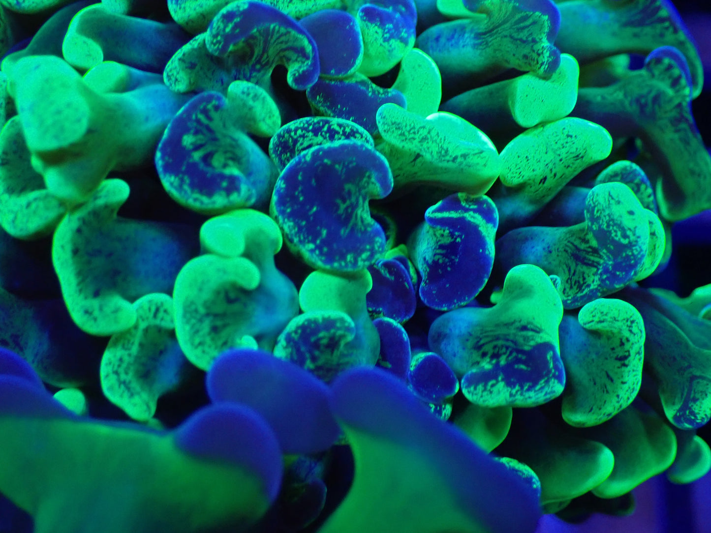 ULTRA Blue stem mottle green hammer