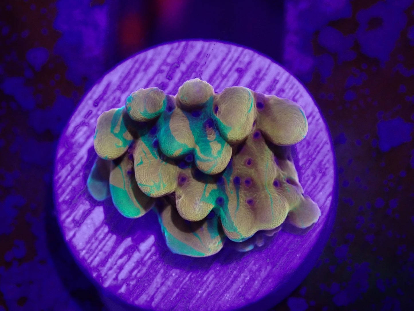 RARE Grafted Orange & Green Montipora Danae