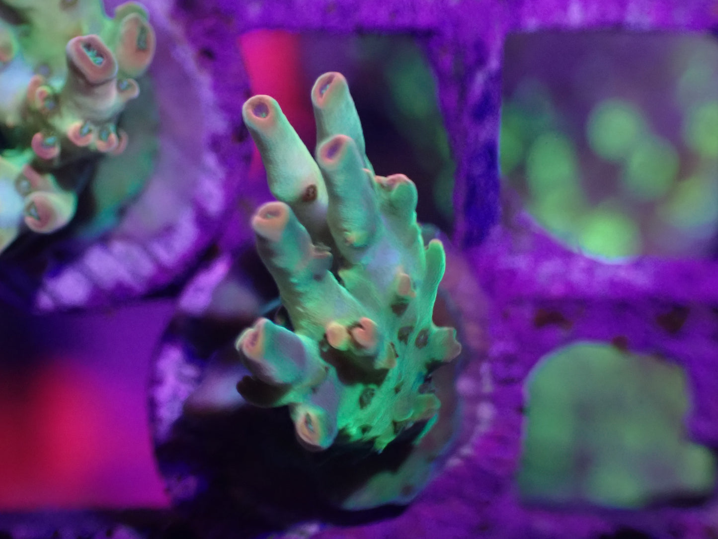 Petrol Slick Acropora