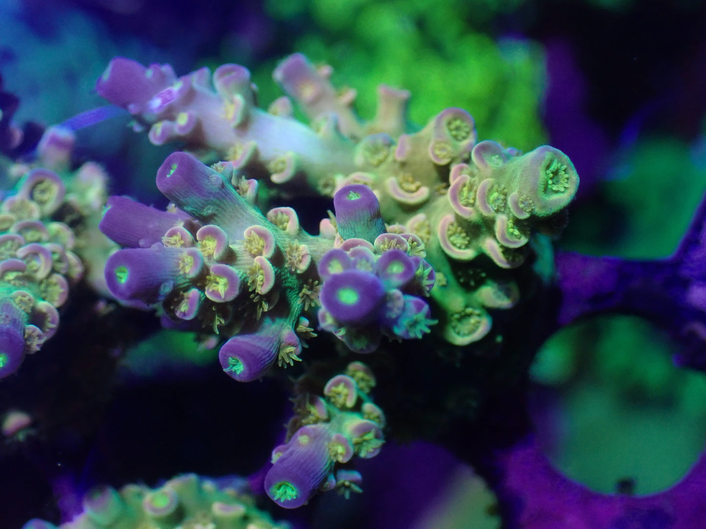 Walt Disney Acropora