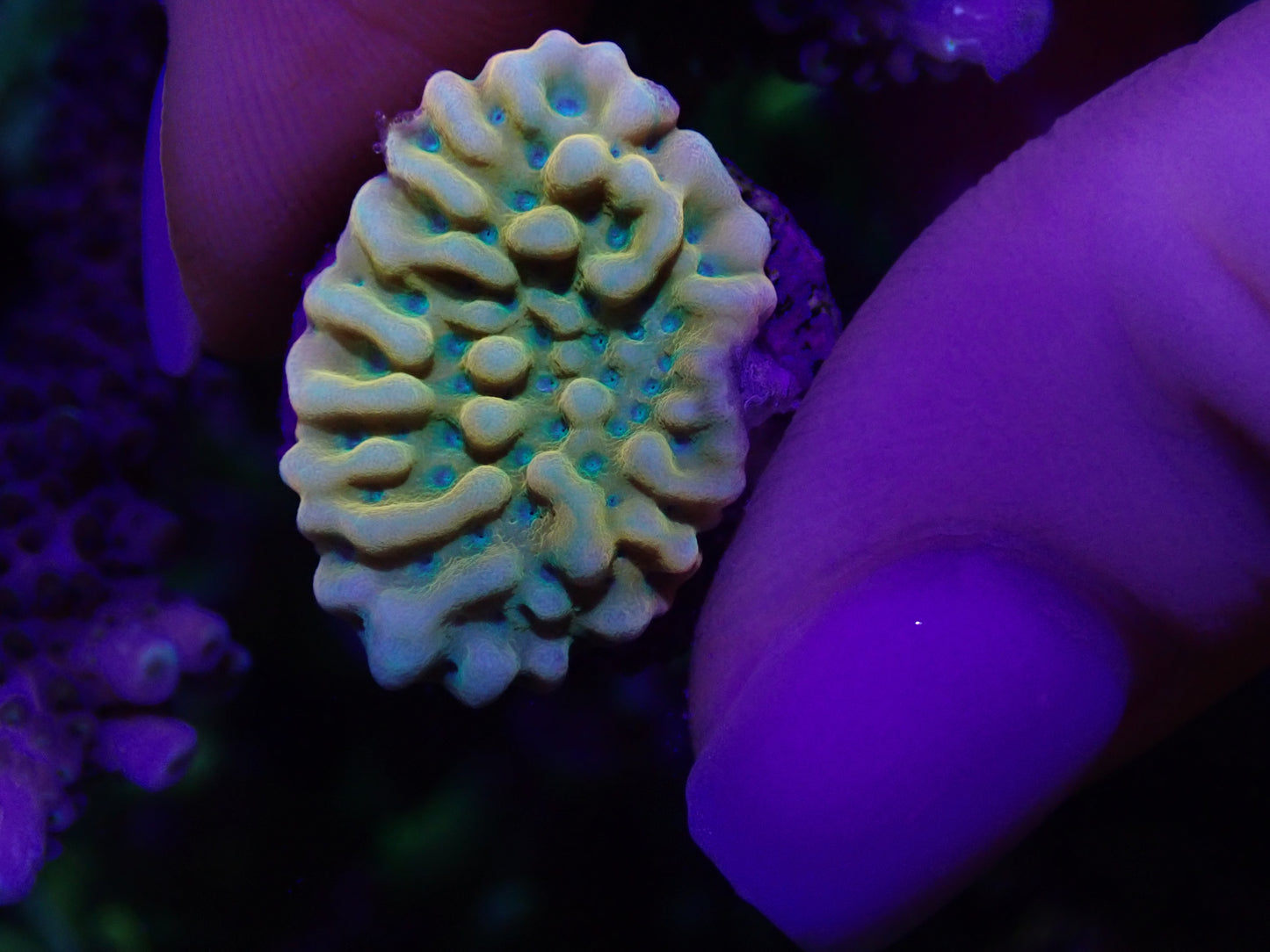 Beach Bum Montipora Danae