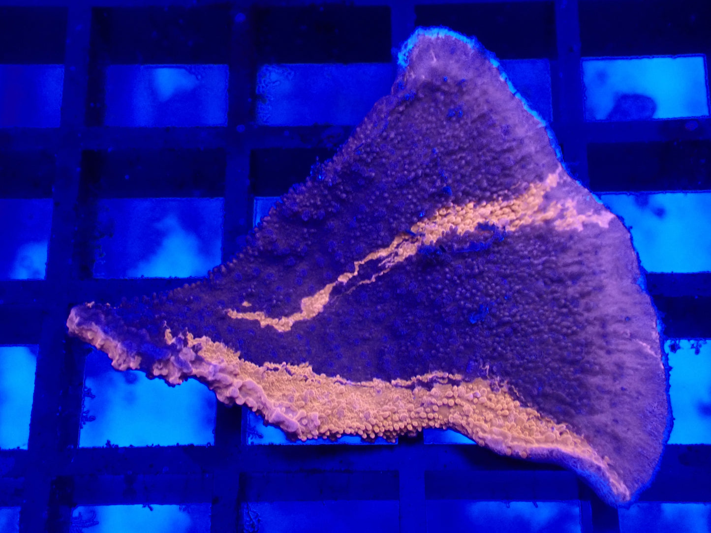 Grafted Pink & Purple Scrolling Montipora