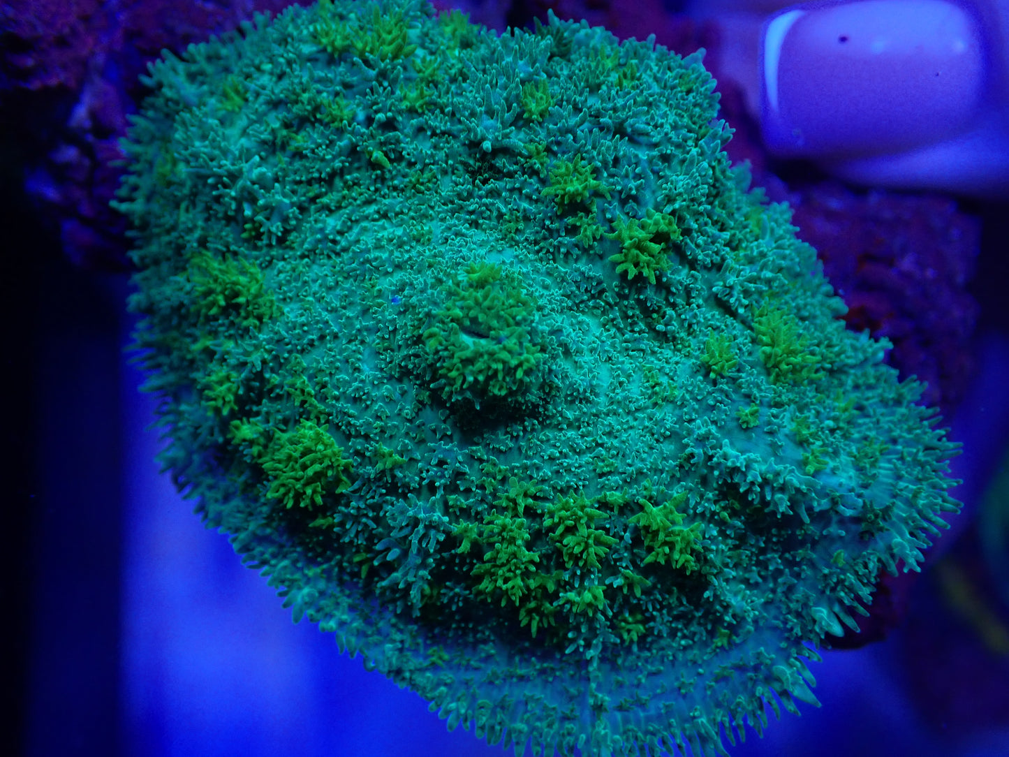 Lime Green Rhodactis