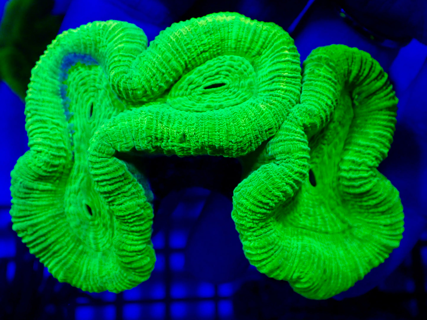 Yellow Trachy Neon Medium