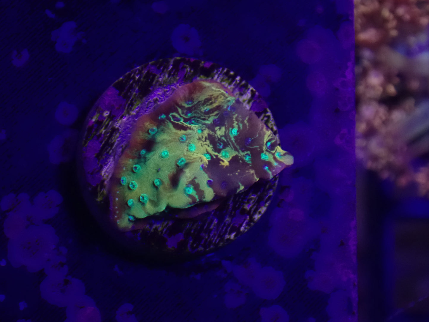 ORA Kaleidoscope Montipora