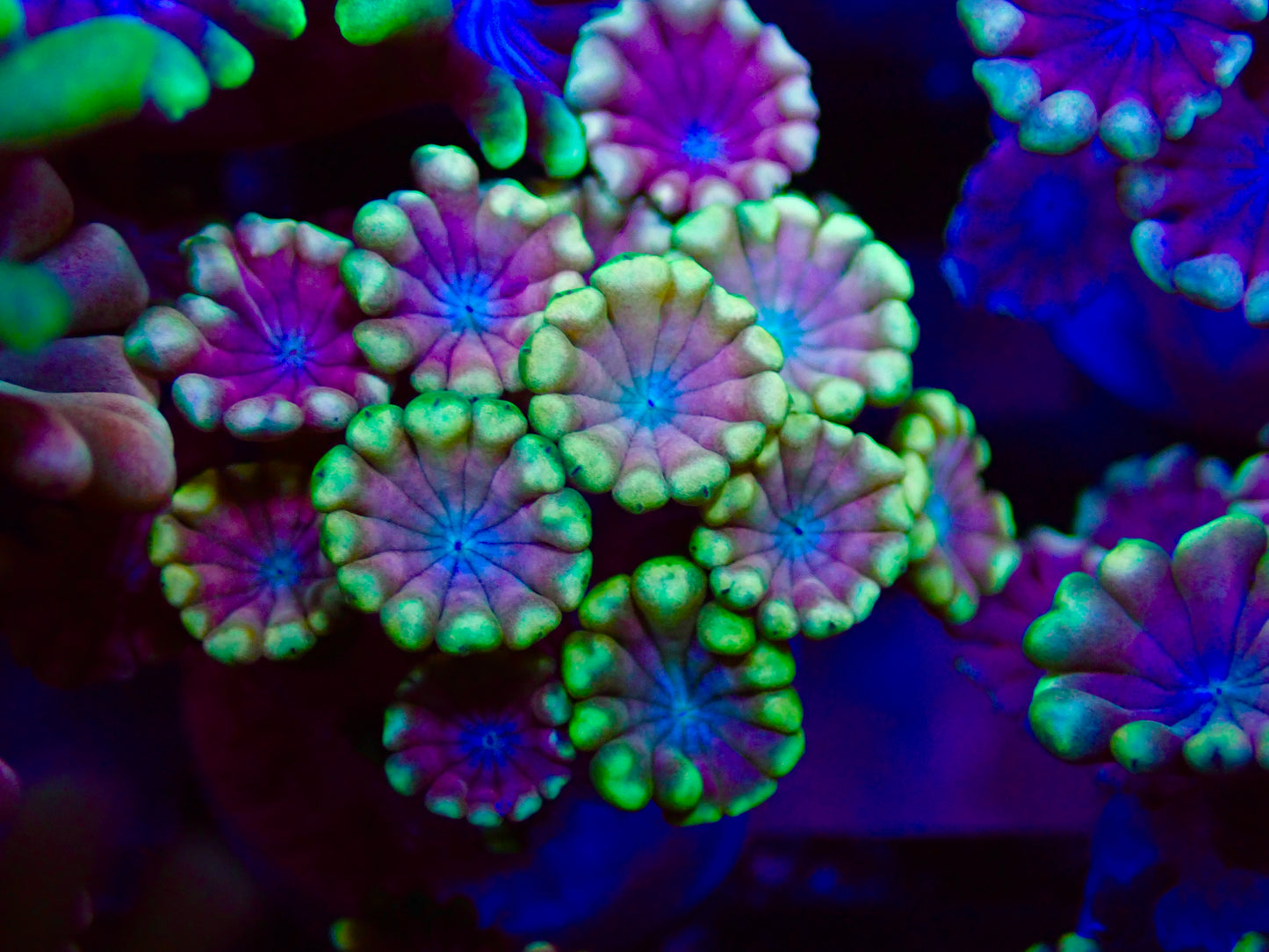 Ultra Rainbow Alveopora (smaller polyp)