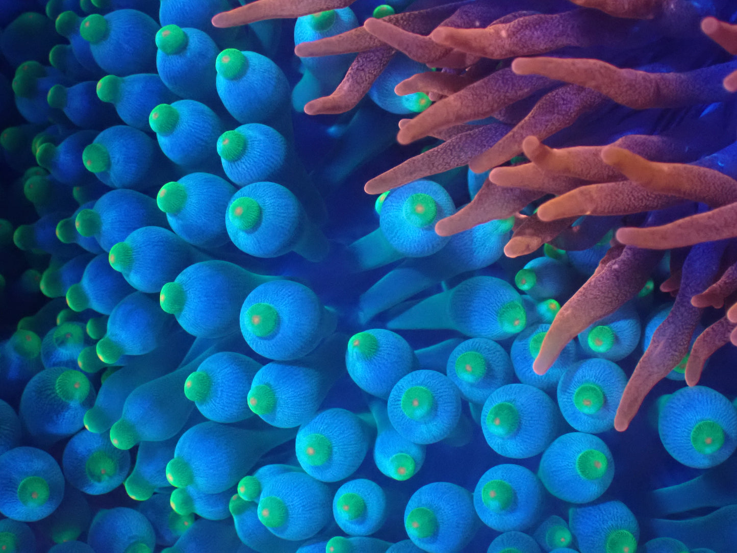 Unique Green Bubble Tip Anemone