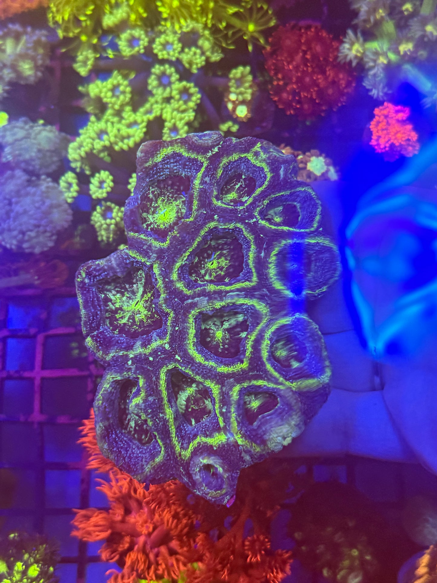 Ultra UFO Bowerbankii