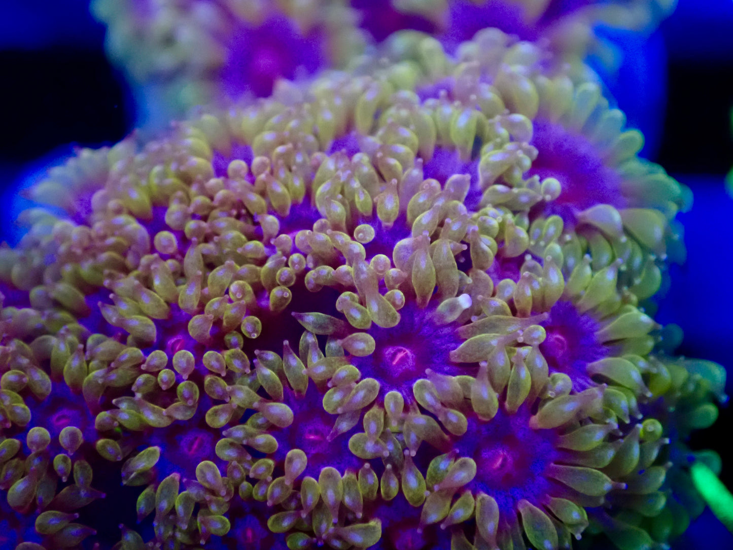 Hellscape Bernardpora (micro goni)