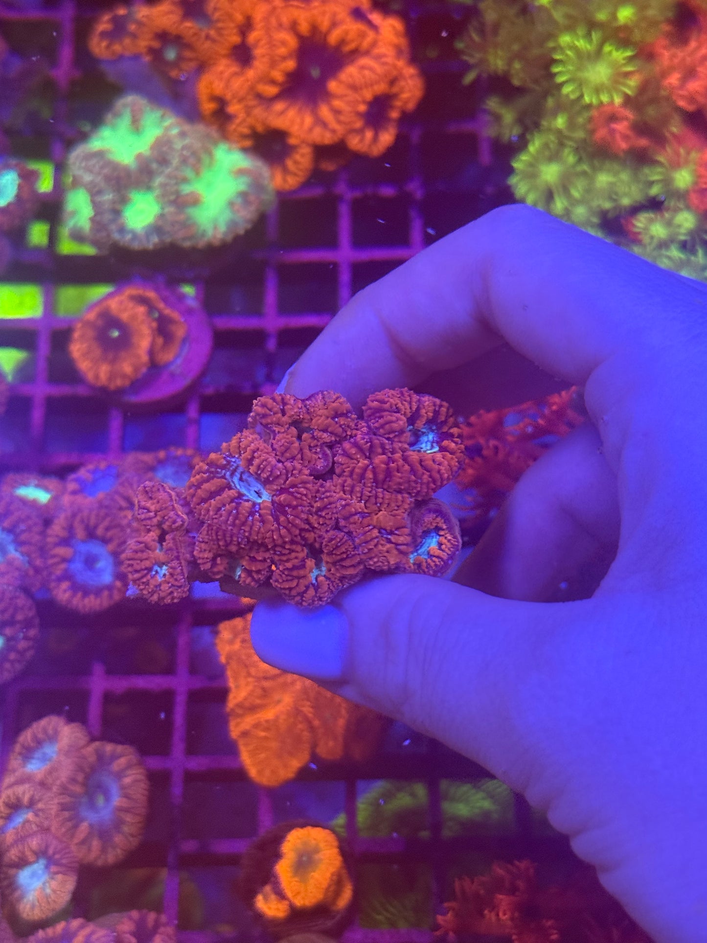 Blue eye purple blasto