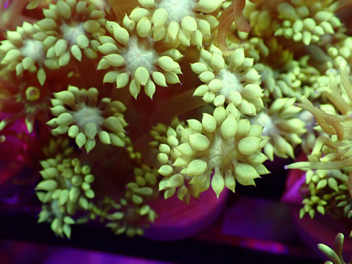 Highlighter Goni Frag