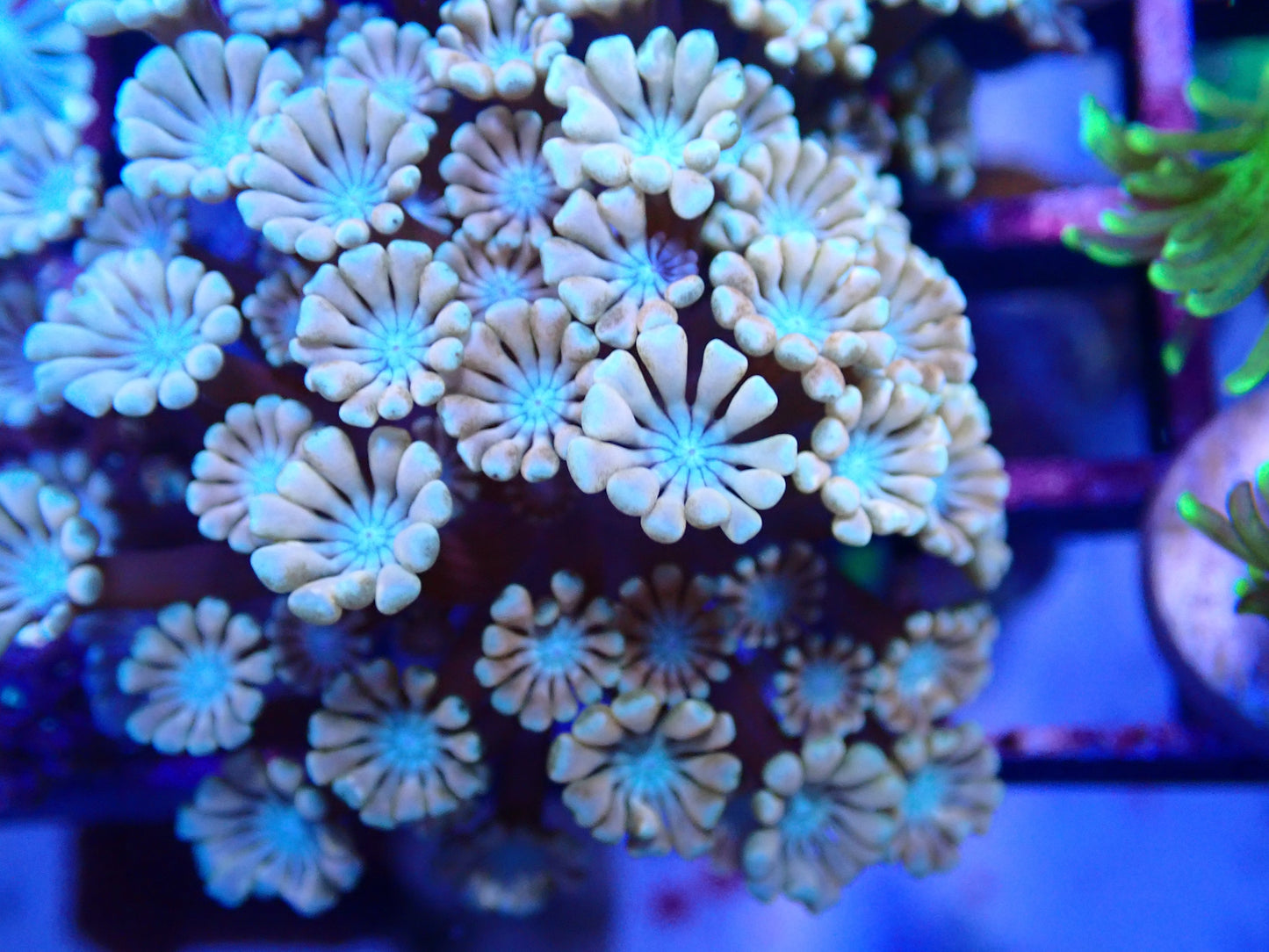 Peach Alveopora