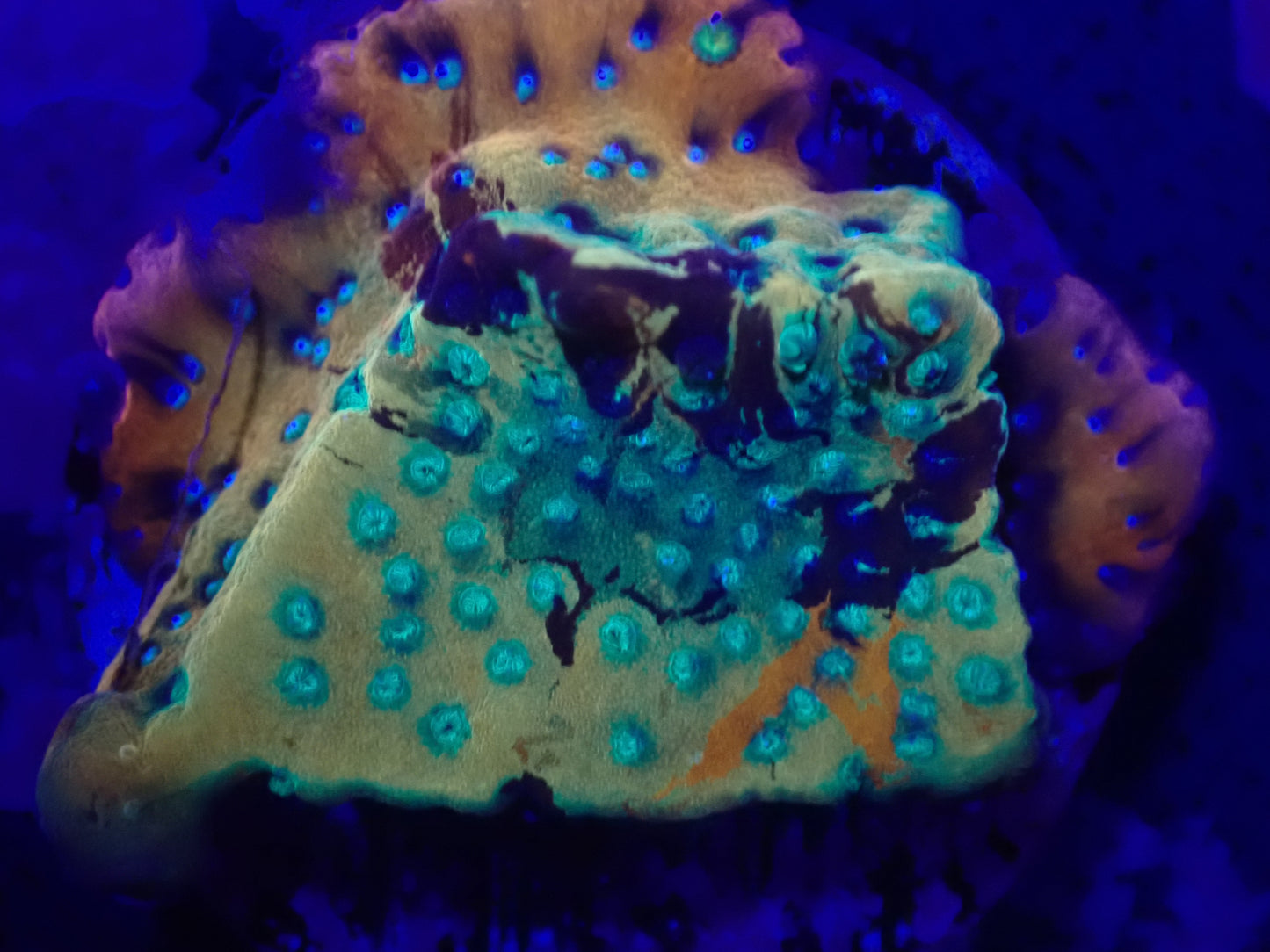 ORA Kaleidoscope Montipora wysi