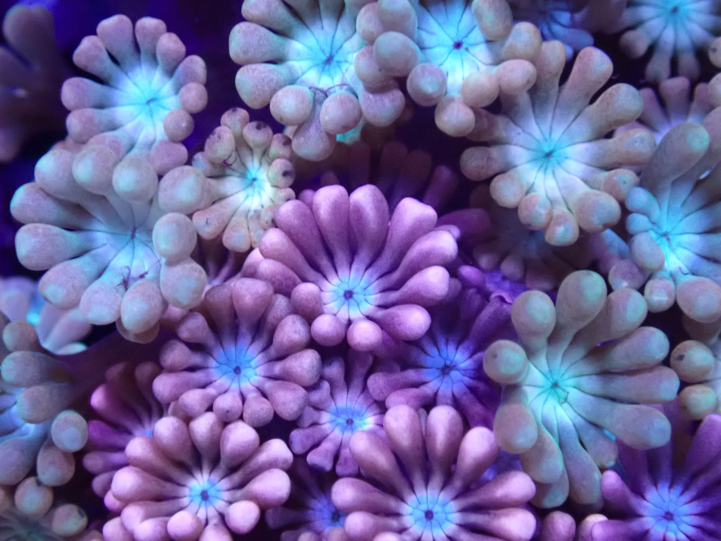 Hot Pink Alveopora